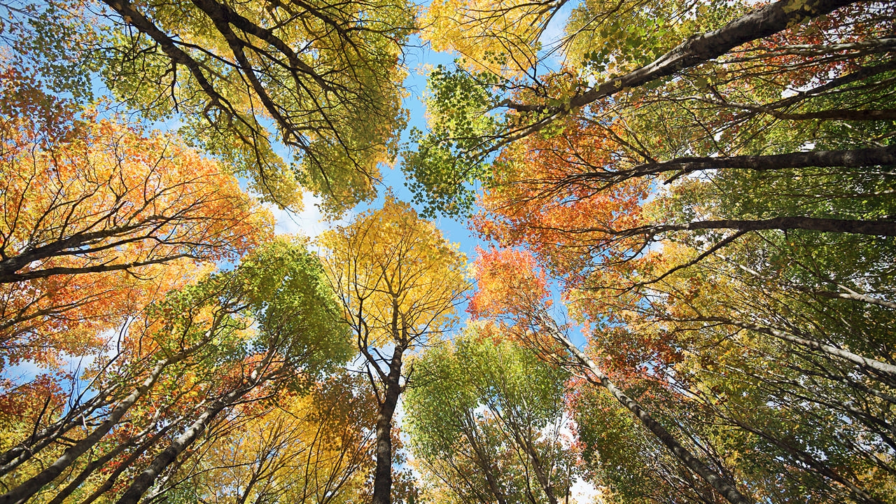 A canopy of trees in a forest in Prince Edward Island (© OliverChilds/Getty Images) desktop wallpaper