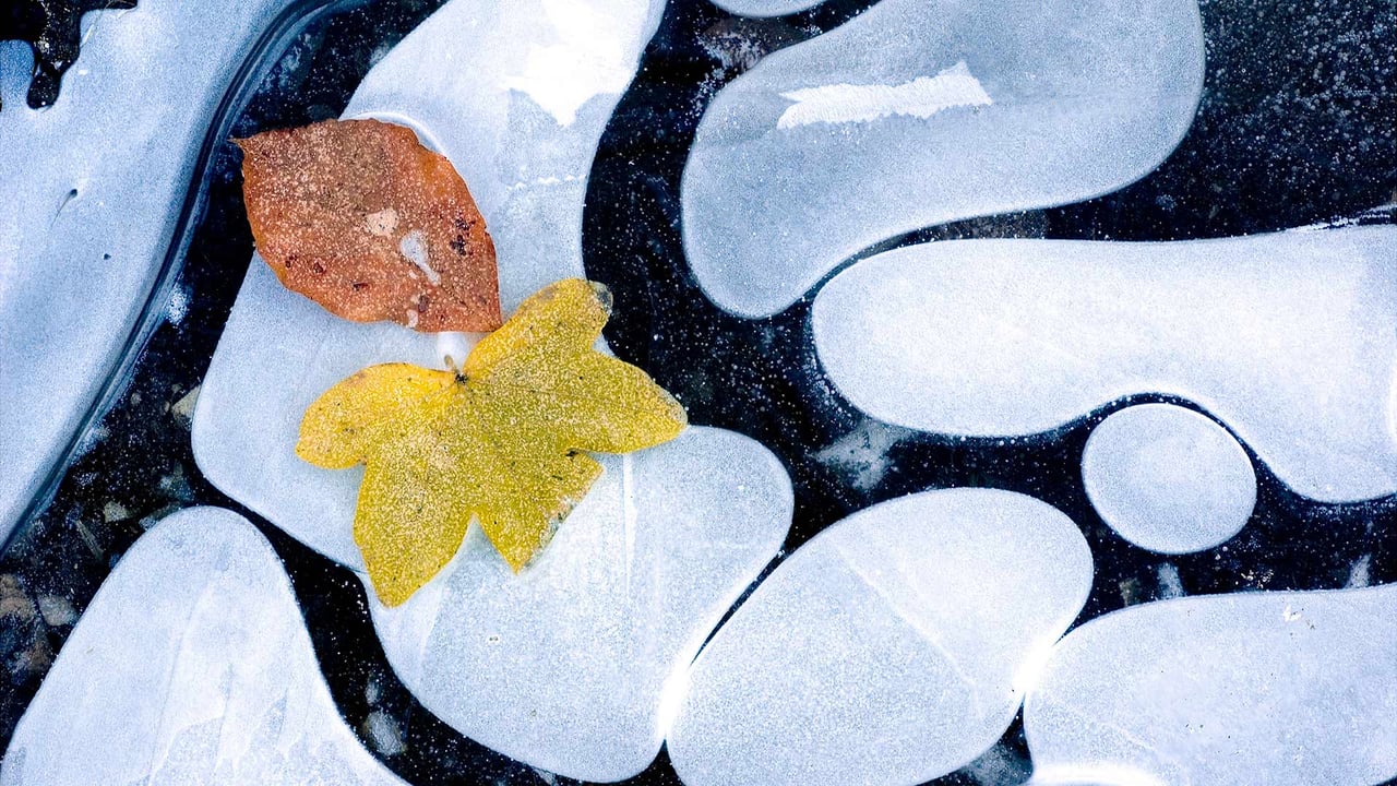 Feuilles d’automne sur de l’eau gelée, France (© Jean-Philippe Delobelle/Minden Pictures) desktop wallpaper