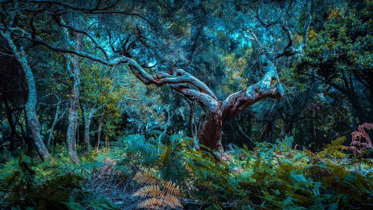 The Fanal Forest on Madeira Island, Portugal (© Val Thoermer/Alamy) desktop wallpaper