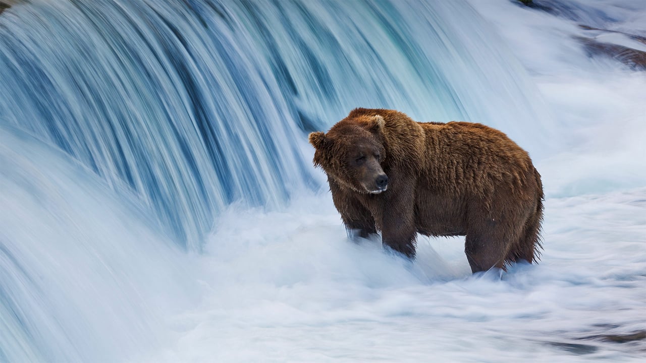 Brown bear in the Brooks River, Katmai National Park and Preserve, Alaska (© littleting/Pradthana Jarusriboonchai/Getty Images) desktop wallpaper