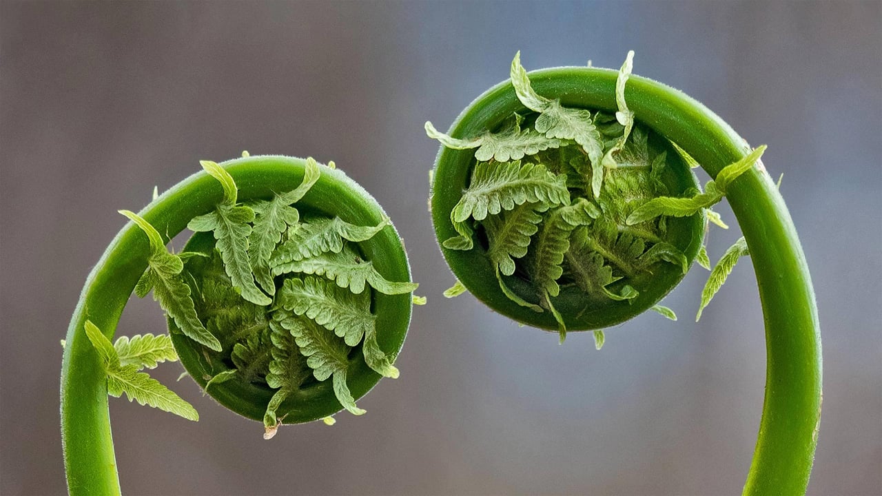 Fiddlehead fern fronds in Quebec, Canada (© Marianna Armata/Getty Images) desktop wallpaper