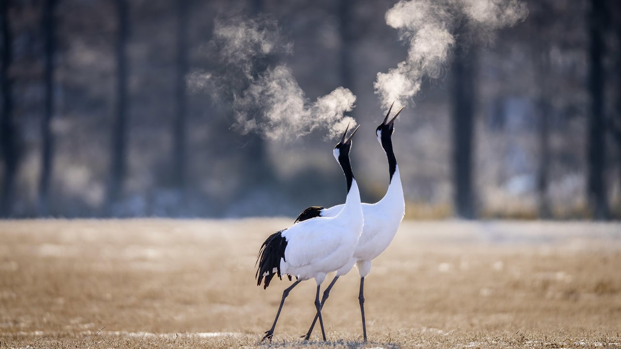 Red-crowned cranes in Kushiro, Hokkaido, Japan (© Wirestock, Inc./Alamy) desktop wallpaper