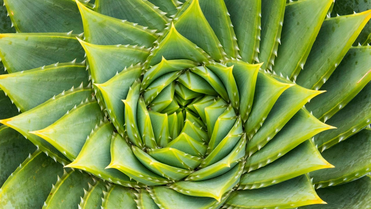 Spiral aloe, Kangaroo Island, Australia (© Michael Melford/Alamy) desktop wallpaper