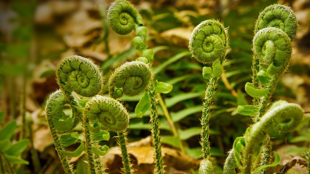 「山菜の新芽」米国コネチカット州, ヴァーノン (© Holcy/Getty Images) desktop wallpaper