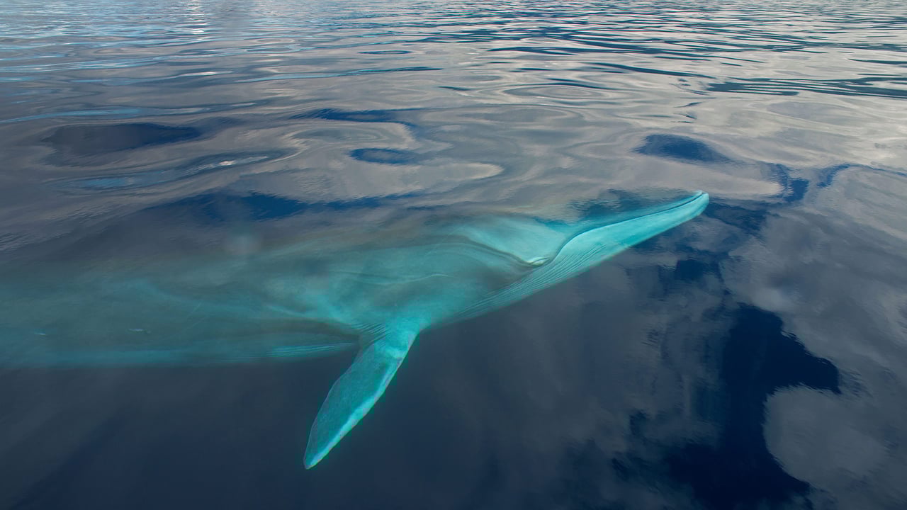 A fin whale in the waters off the Azores (© Luis Quinta/Minden Pictures) desktop wallpaper