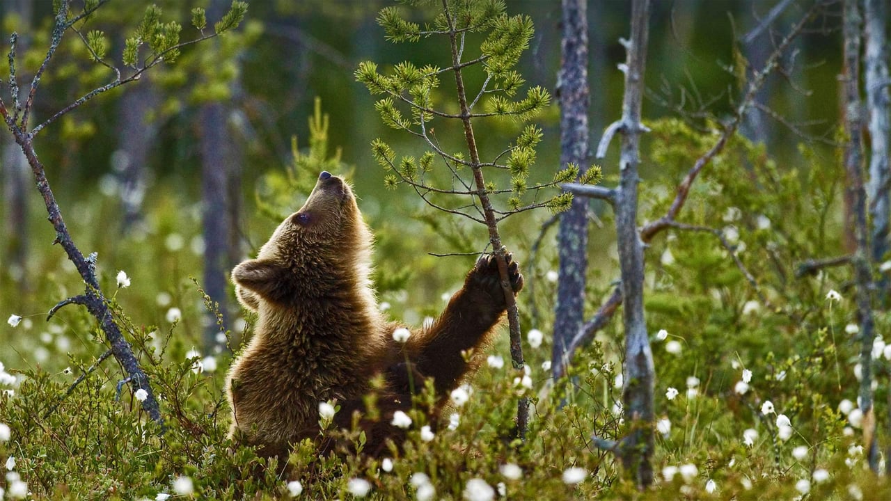 Eurasian brown bear cub in the taiga forest, Finland (© Jules Cox/Minden Pictures) desktop wallpaper