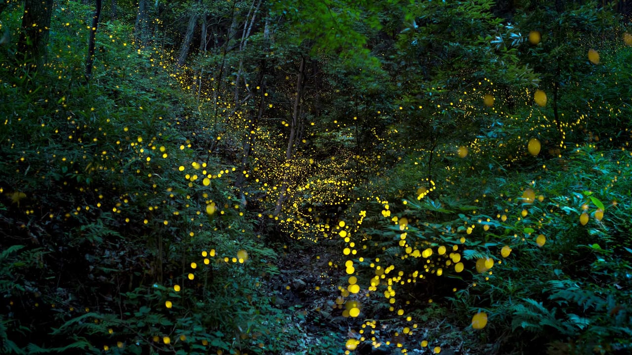 「森の中のホタル」岡山県 (© tdub303/Gettyimages) desktop wallpaper