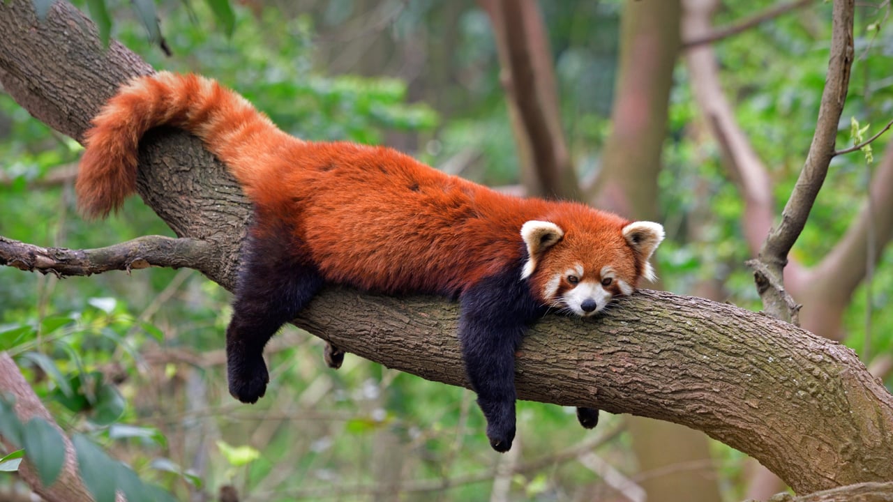 Red panda at the Chengdu Panda Base in Sichuan province, China (© Biosphoto/Alamy) desktop wallpaper