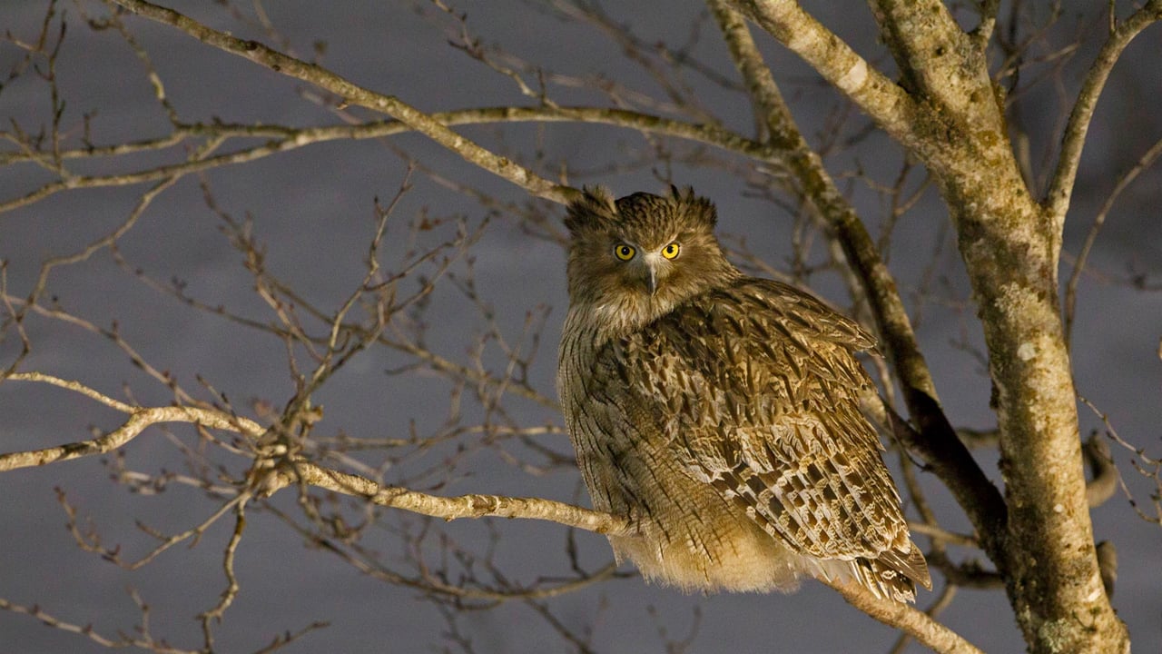 Blakiston's fish owl in Hokkaido, Japan (© Martin Bailey/Offset by Shutterstock) desktop wallpaper