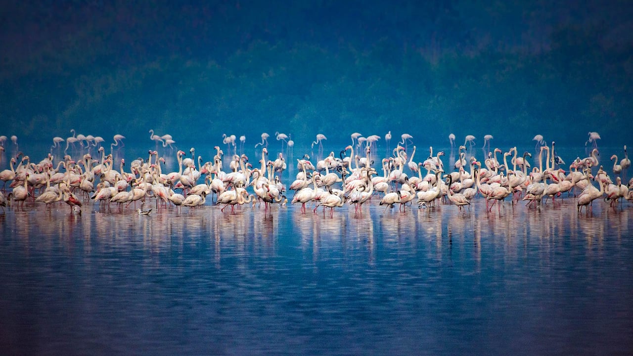 Migrating flock of flamingos in Mumbai (© Gaurav Ojha/500px/Getty Images) desktop wallpaper