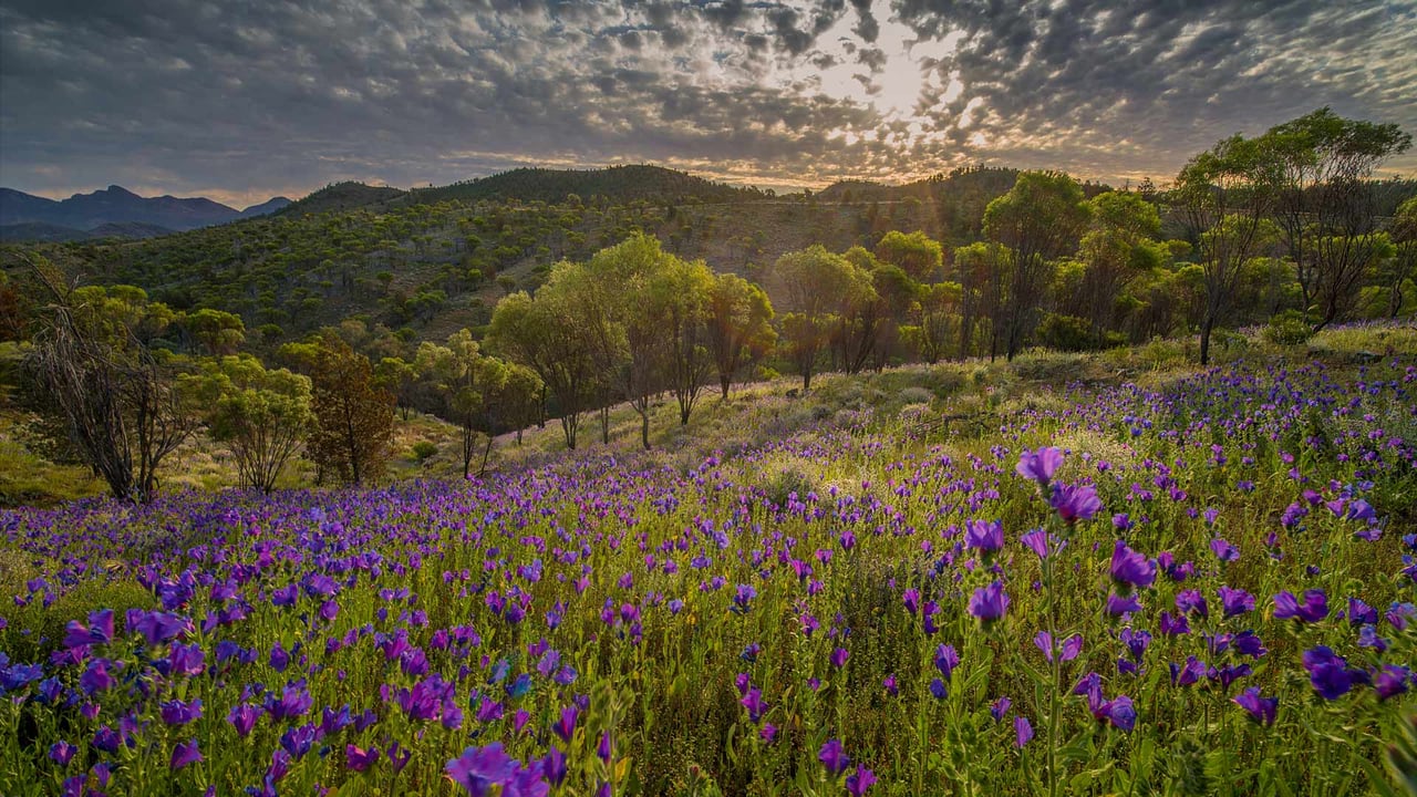 Wildflowers in the southern region of Flinders Ranges National Park, South Australia (© Southern Lightscapes-Australia/Getty Images) desktop wallpaper