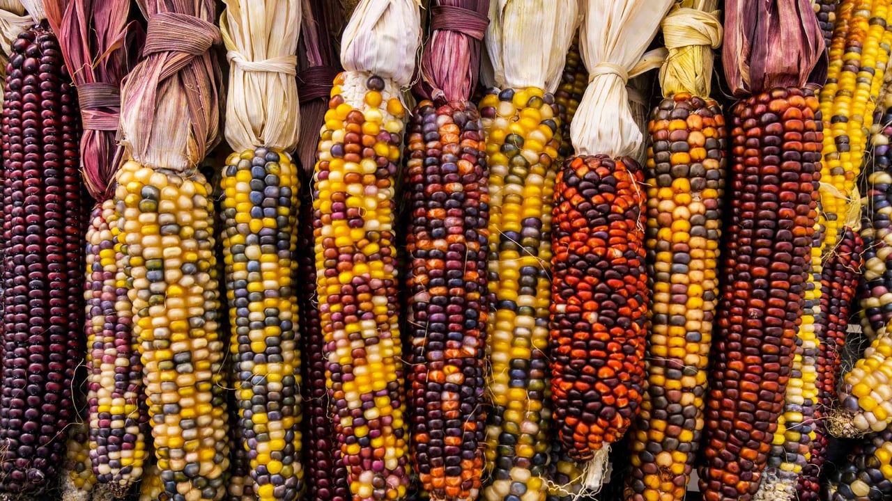 Flint corn (© Cynthia Liang/Shutterstock) desktop wallpaper