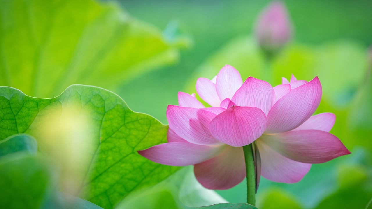 蓮の花 (© Gang Xiao Fen Ban/EyeEm Premium/Getty Imagesr) desktop wallpaper