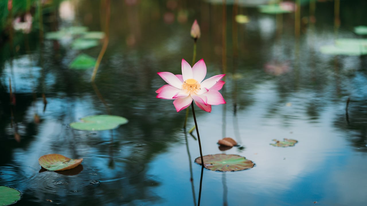 「蓮の花」ベトナム (© Tuan Nguyen Minh/500px/Getty Images) desktop wallpaper