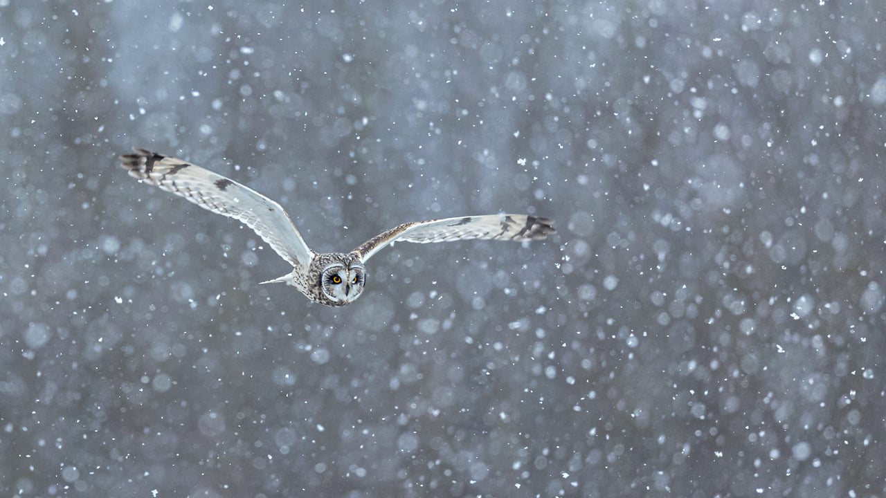 Short-eared owl hunting in heavy snow (© Dilshan Muthalib/Getty Images) desktop wallpaper