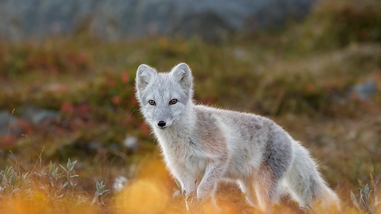 Arctic fox in Dovrefjell-Sunndalsfjella National Park, Norway (© Andy Trowbridge/Minden Pictures) desktop wallpaper