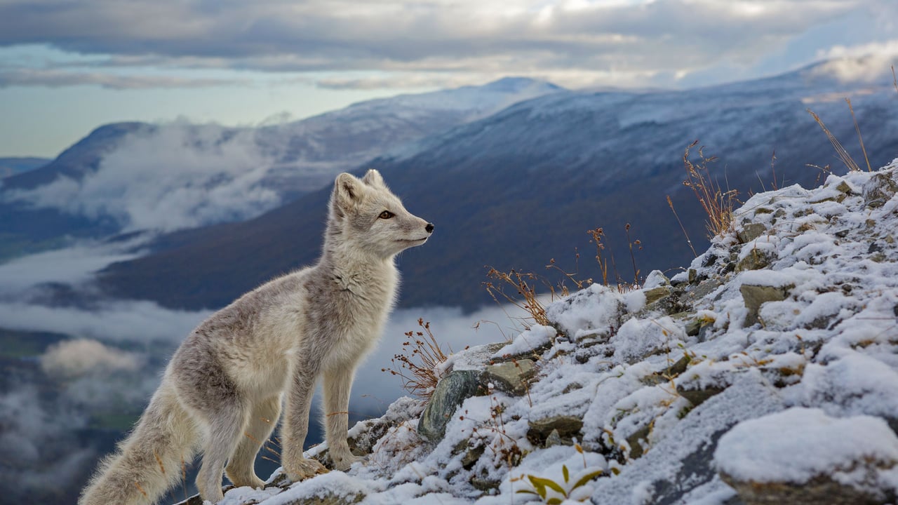 「ホッキョクギツネ」ドブレ山地, ノルウェー (© Andy Trowbridge/Minden Pictures) desktop wallpaper