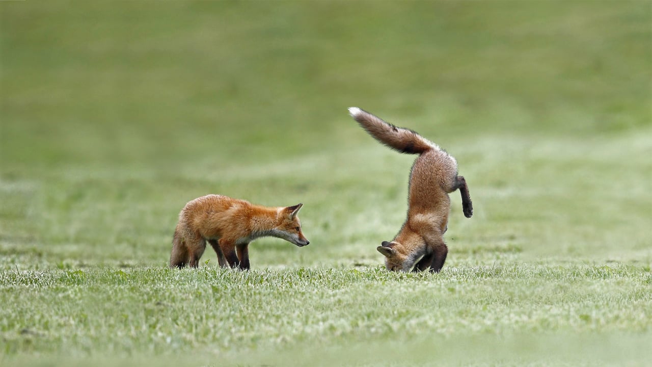 Fox kits practice their hunting skills, Quebec, Canada (© Vlad Kamenski/Shutterstock) desktop wallpaper