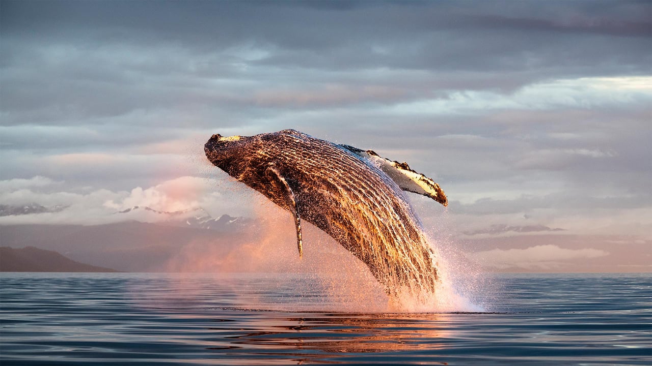 North Pacific humpback whale breaching in Frederick Sound, Alaska (© Tony Wu/Minden Pictures) desktop wallpaper