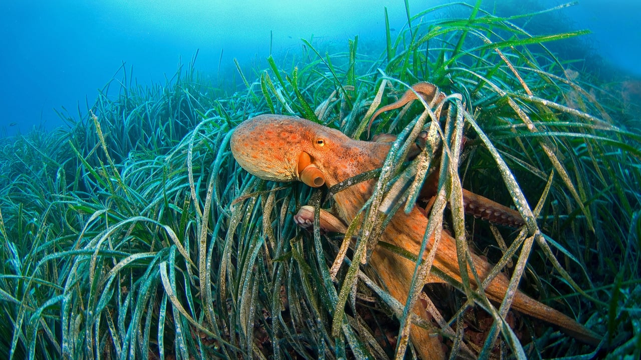Common octopus off the coast of France in the Mediterranean Sea (© BIOSPHOTO/Alamy) desktop wallpaper