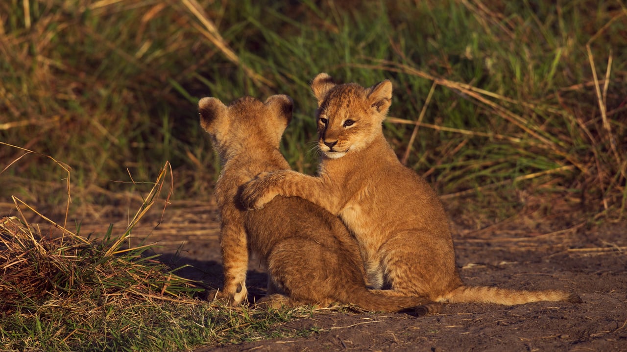 Deux lionceaux dans la réserve nationale du Masai Mara au Kenya (© Anup Shah/Minden) desktop wallpaper