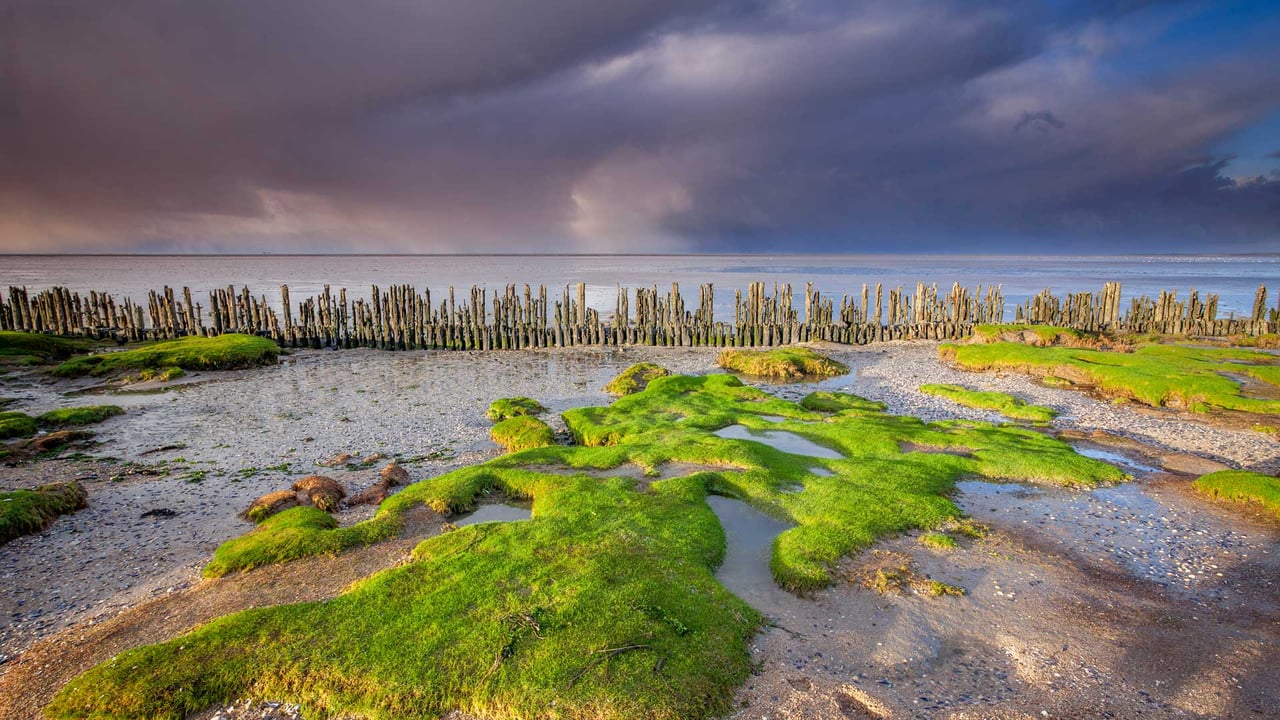 Wadden Sea coast, near Moddergat, Friesland, Netherlands (© Ron ter Burg/Minden Pictures) desktop wallpaper