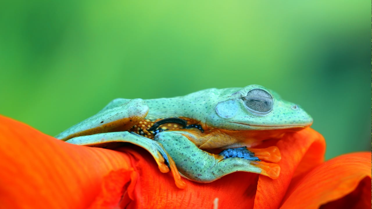Javan tree frog (© kuritafsheen/Getty Images) desktop wallpaper