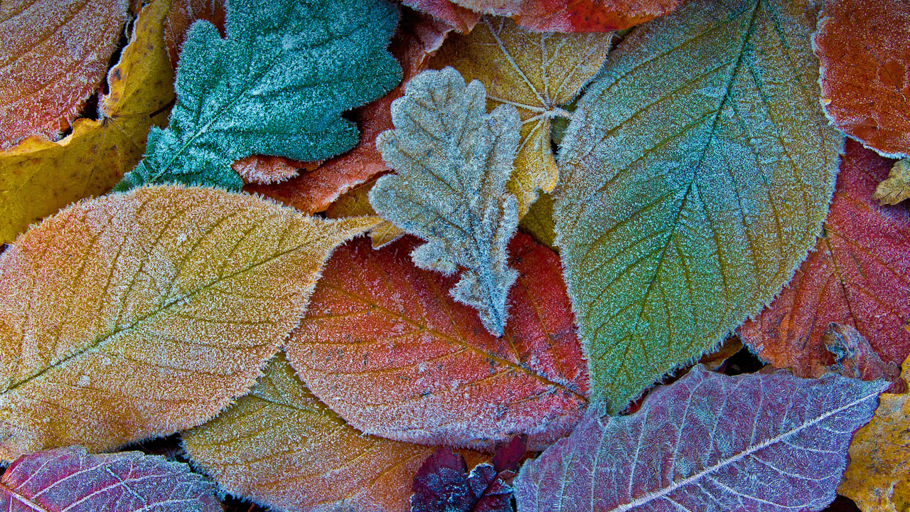 Feuilles d’automne gelées (© sagarmanis/Getty Images) desktop wallpaper