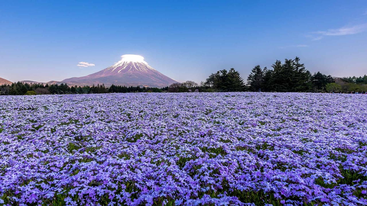 富士山と芝桜, 山梨県 富士河口湖町 (© Ruj Chuchaisangrat/Getty Images) desktop wallpaper