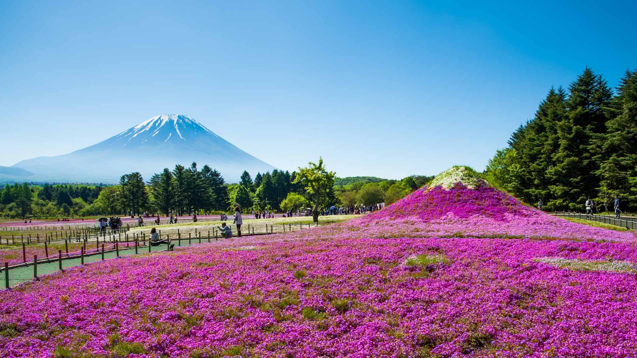 「富士芝桜まつり」山梨, 富士河口湖町 (© Srinil/shutterstock) desktop wallpaper