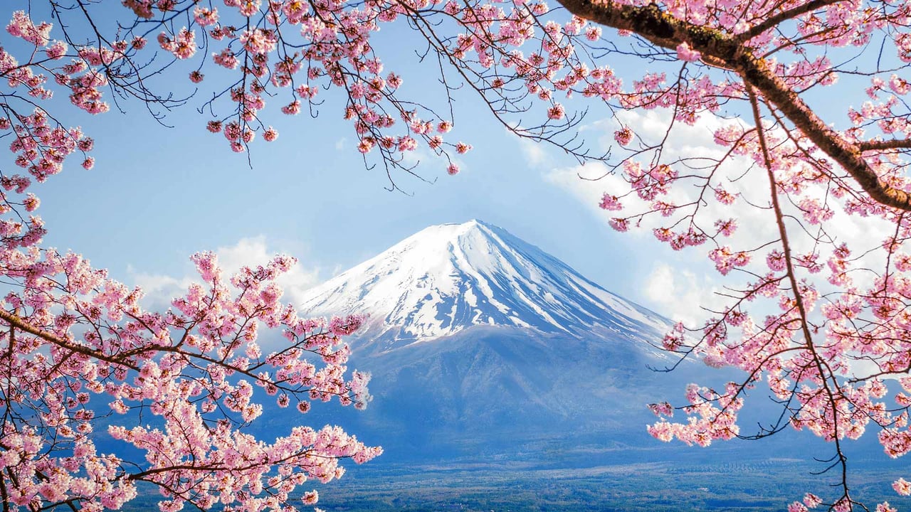 「富士山と桜」山梨, 河口湖 (© DoctorEgg/Getty Images) desktop wallpaper