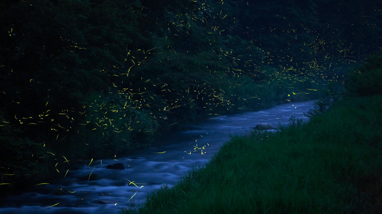 「福万来ホタル乃国」鳥取県, 日南町 (© Yukihiro Fukuda/NPL/Minden Pictures) desktop wallpaper