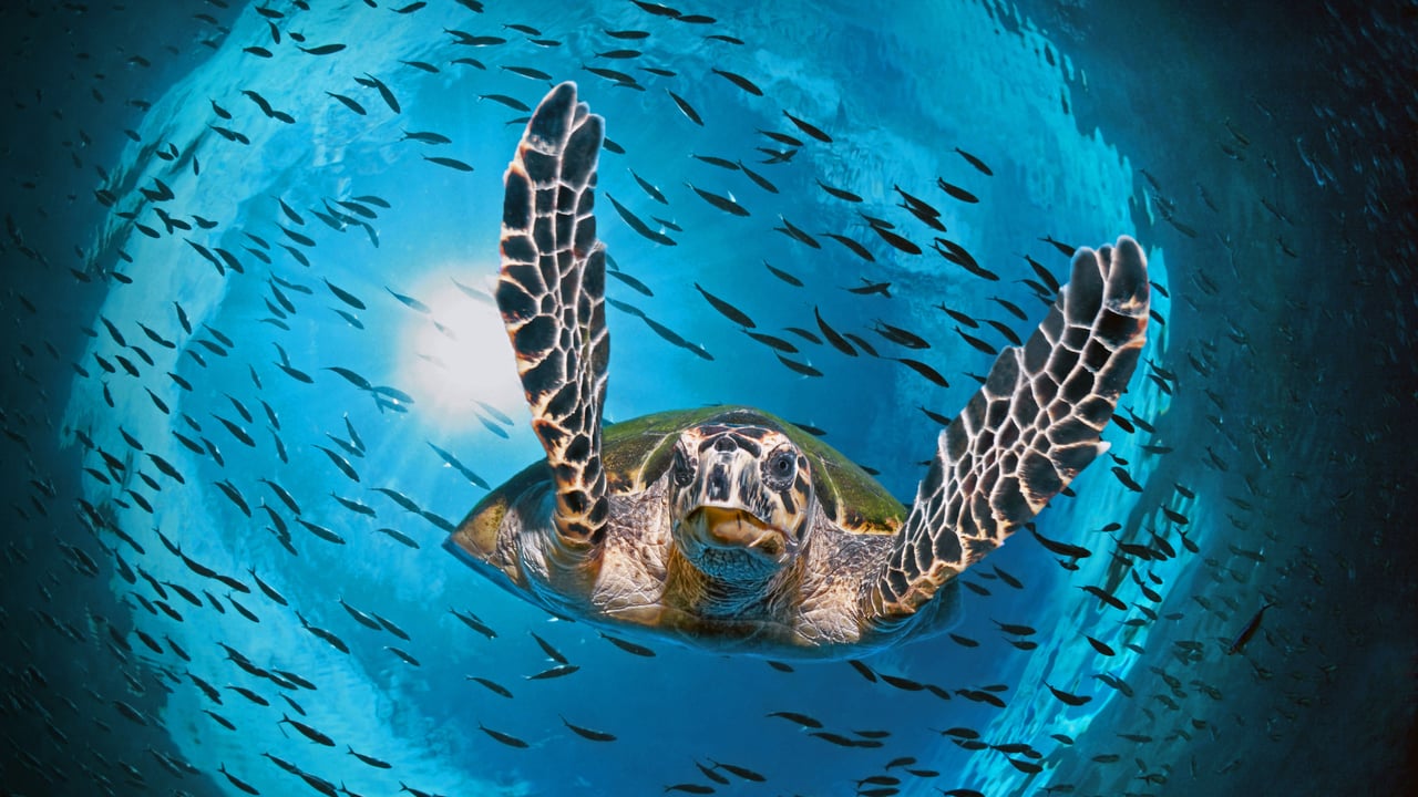 正在潜水的绿蠵龟,澳大利亚大堡礁 (© imageBROKER/Alamy) desktop wallpaper