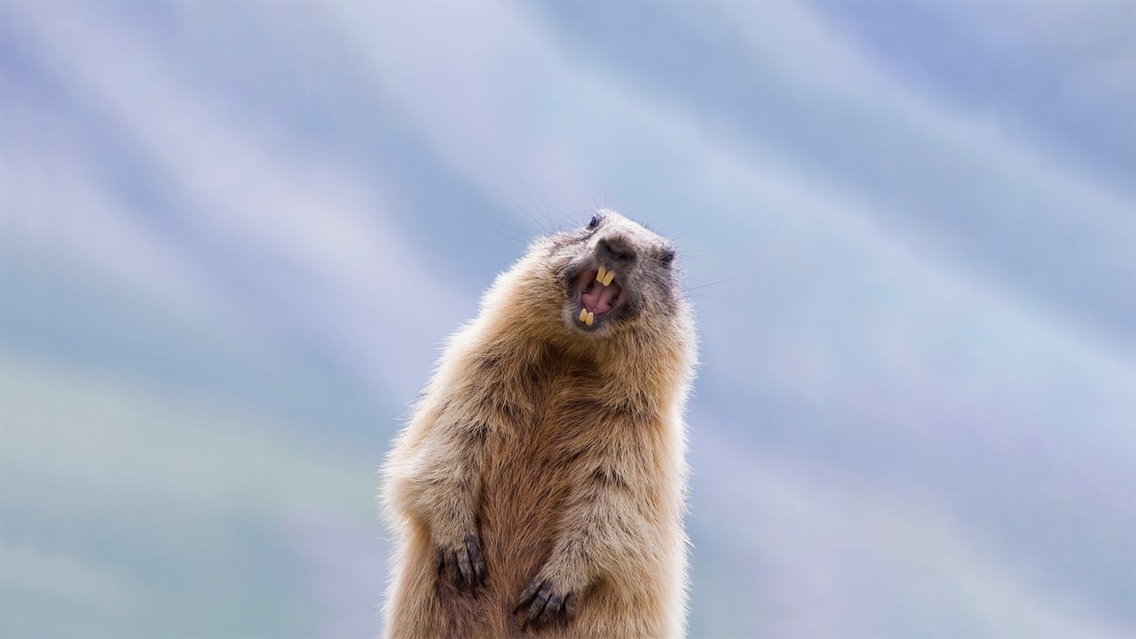 Alpine marmot in Hohe Tauern National Park, Austria (© Misja Smits/Minden Pictures) desktop wallpaper