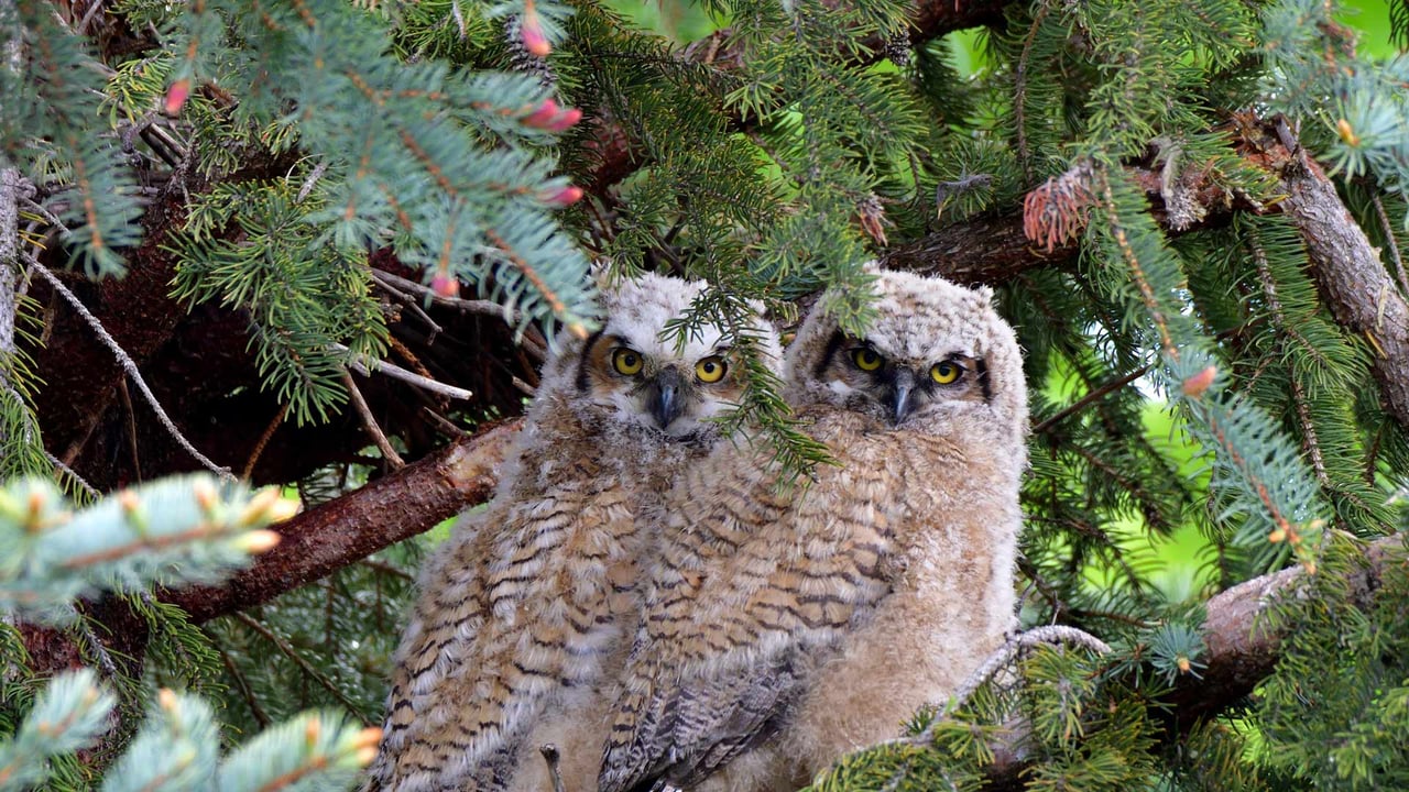 Great horned owl fledglings (© Michael Morse/Getty Images) desktop wallpaper