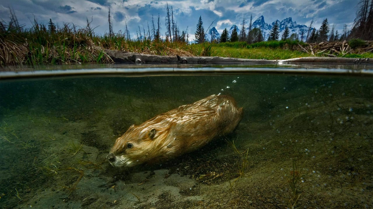 For International Beaver Day, a beaver swimming in Grand Teton National Park, Wyoming (© Charlie Hamilton James/Getty Images) desktop wallpaper