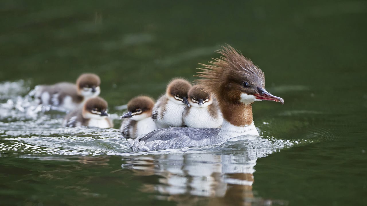 Goosander with chicks on her back, Bavaria, Germany (© Westend61/Getty Images) desktop wallpaper