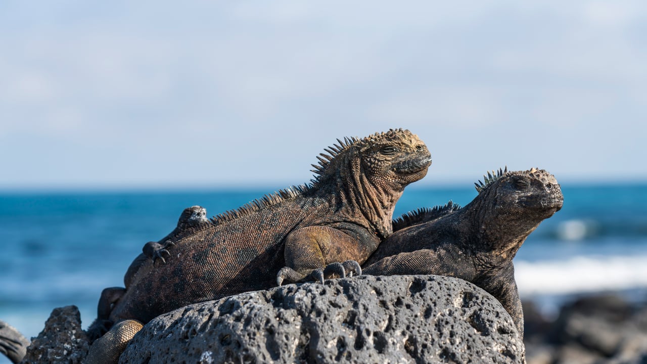 Marine iguanas, Galápagos Islands, Ecuador (© helovi/Getty Images) desktop wallpaper