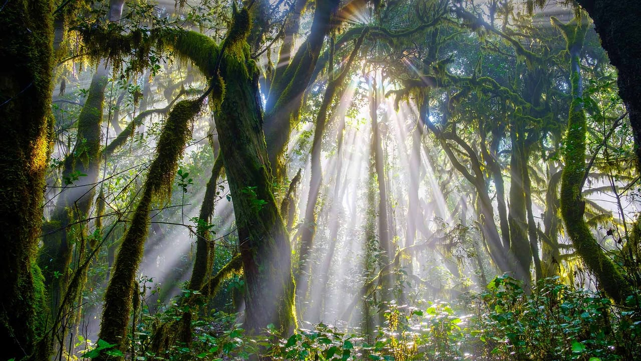 Rayons de soleil à travers les arbres de la forêt du parc national de Garajonay, La Gomera, Canaries, Espagne (© Martin Siepmann/Westend61/offset by shutterstock) desktop wallpaper