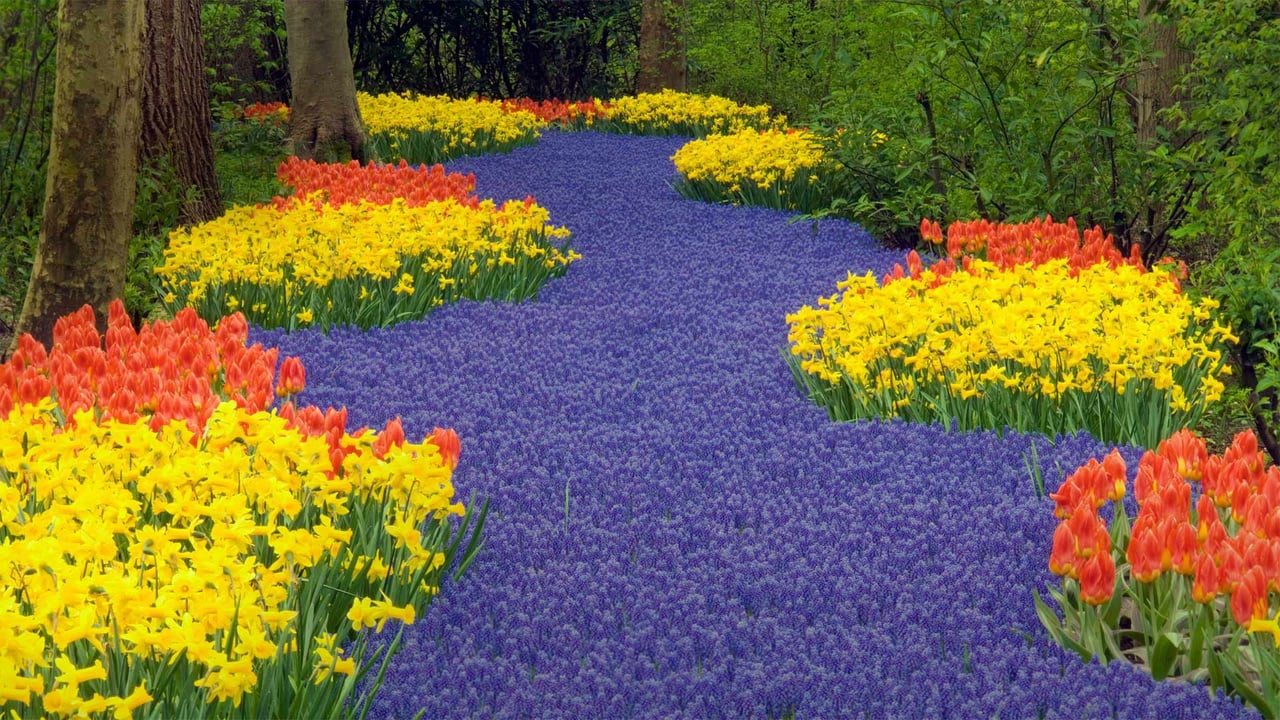Keukenhof in Lisse, Netherlands (© Jim Zuckerman/Getty Images) desktop wallpaper