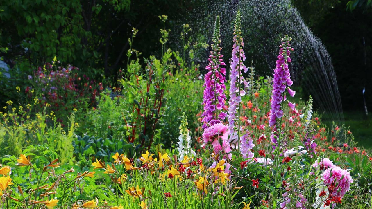 Flowers blooming in a garden, Alaska (© jet 67/Shutterstock) desktop wallpaper