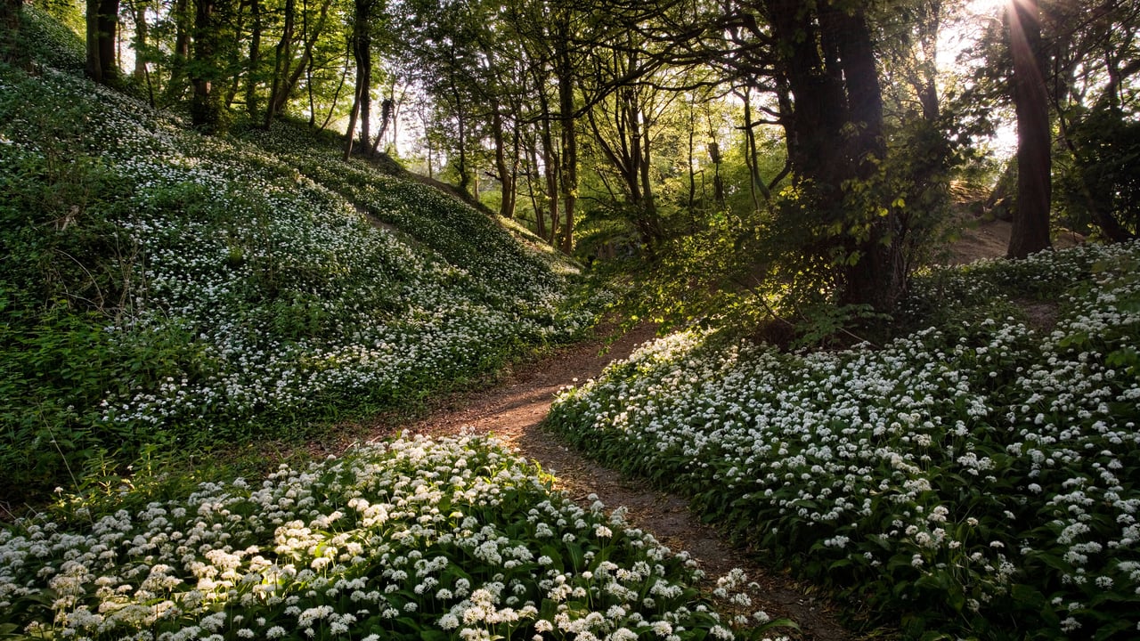 Wild garlic, Greatwood Copse, Isle of Wight, England (© Available Light Photography/Alamy Stock Photo) desktop wallpaper