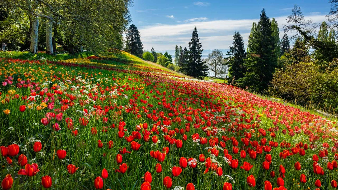 Tulpenblüten auf der Insel Mainau, Bodensee (© Reinhard Schmid/Huber/eStock Photo) desktop wallpaper