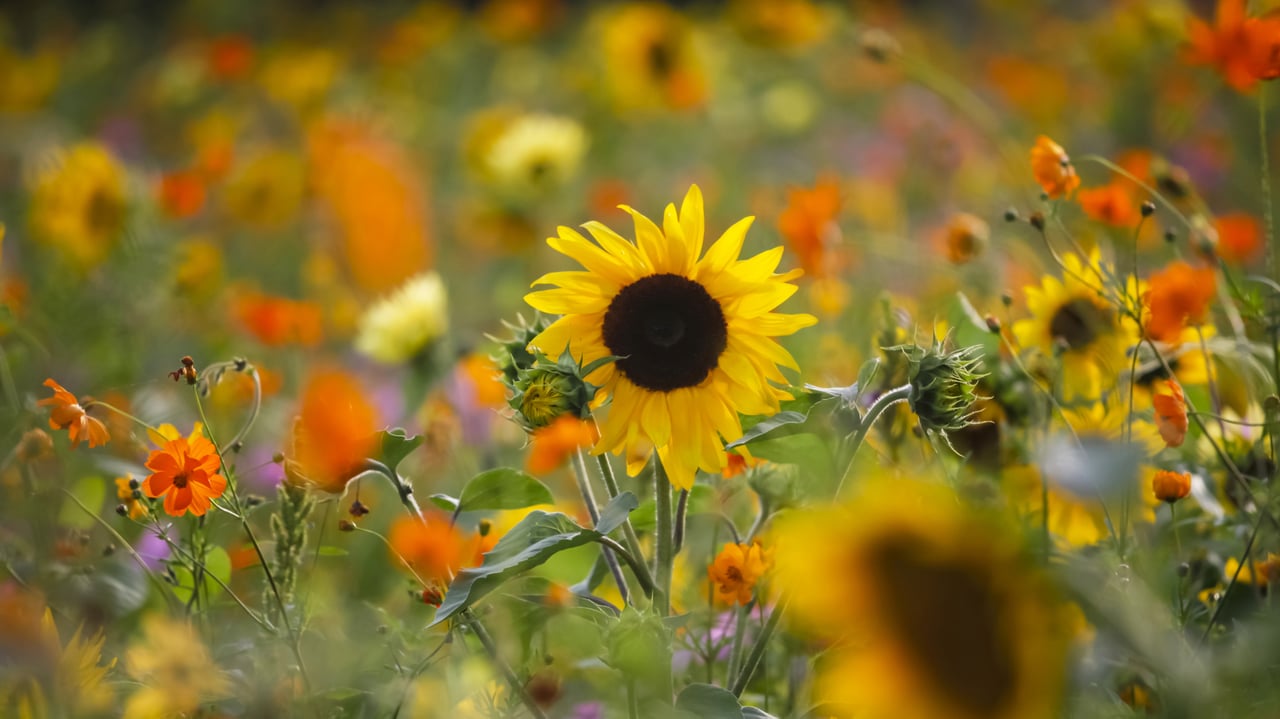 Sommerwiese mit Sonnenblumen, Deutschland (© DEEPOL by plainpicture/Thomas Jäger) desktop wallpaper