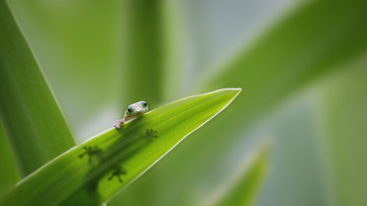 Tiny gecko on a leaf (© Darren Greenwood/Alamy) desktop wallpaper