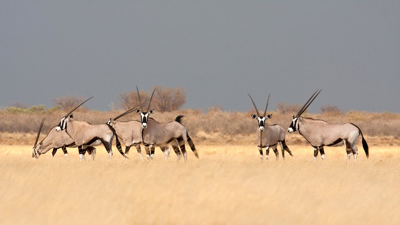 Southern gemsbok in the savanna, Botswana (© Karine Aigner/Tandem Stills + Motion) desktop wallpaper