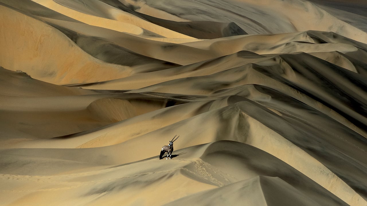 Gemsbok (Oryx gazella) in sand dunes, Namibia (© Sergey Gorshkov/Minden) desktop wallpaper