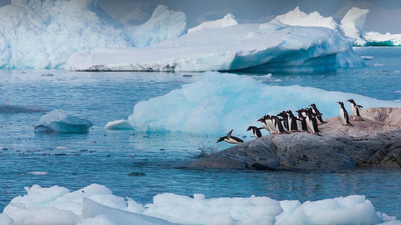 Gentoo penguins, Antarctica (© Art Wolfe/Getty Images) desktop wallpaper