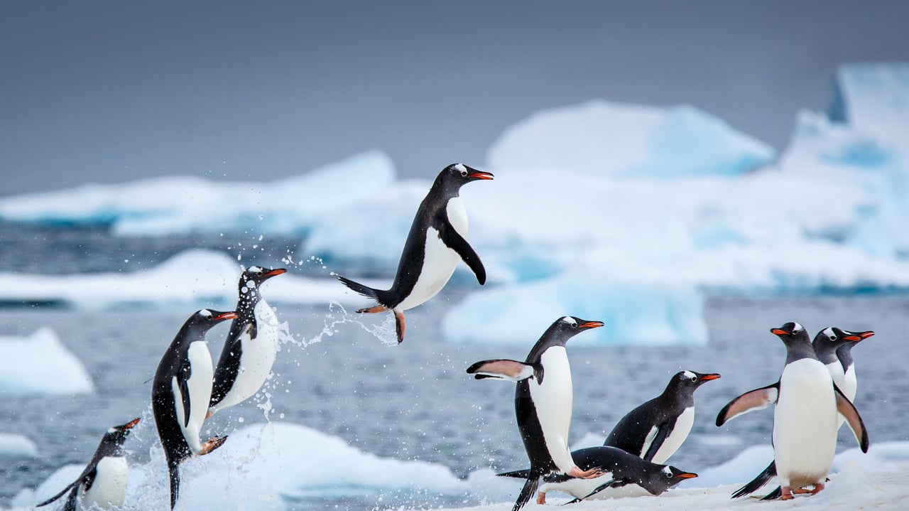 Gentoo penguins near Danco Island, Antarctica (© David Merron/Getty Images) desktop wallpaper