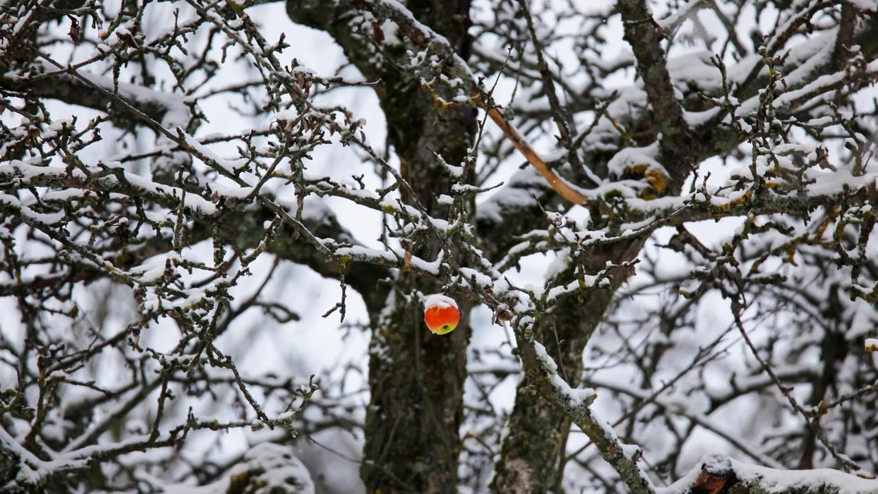 Apfel hängt an einem verschneiten Baum, Deutschland (© Westend61/Getty Images) desktop wallpaper